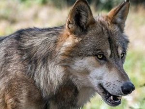 loup